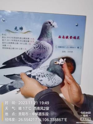 ��Ԫ˧18����