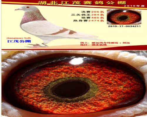 2019�꽭ï�����＾����205��