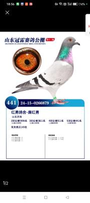 2024����ׯ���ؾ���441