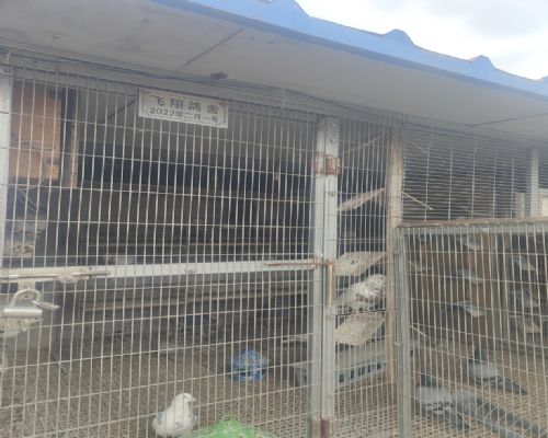 �ָ������