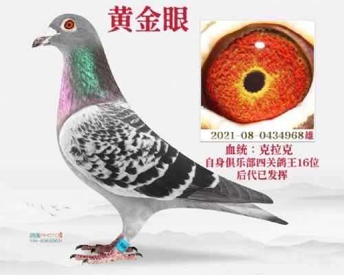 黄金眼