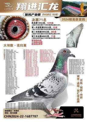 鸽王冠军