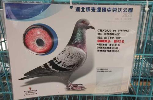 公棚82名