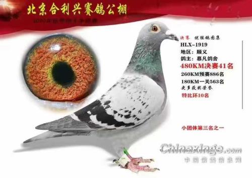 公棚41名
