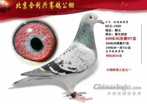 公棚97名