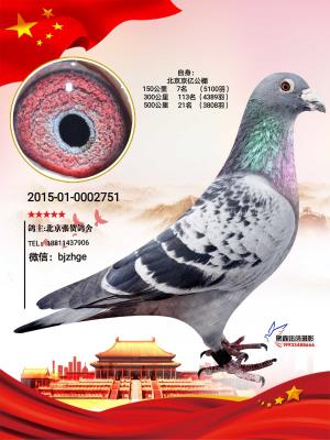 公棚21名。鸽王
