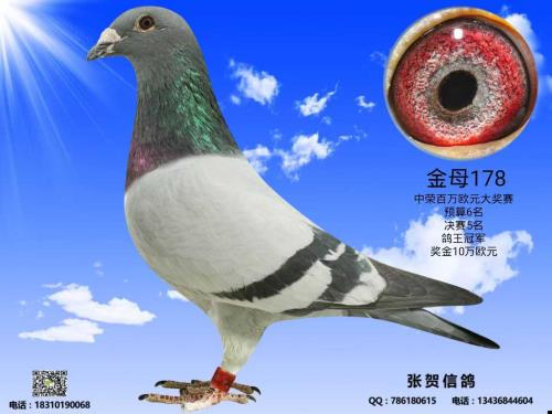 公棚5名