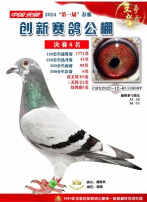 三关鸽王亚军
