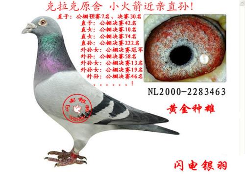 ����ʮ����