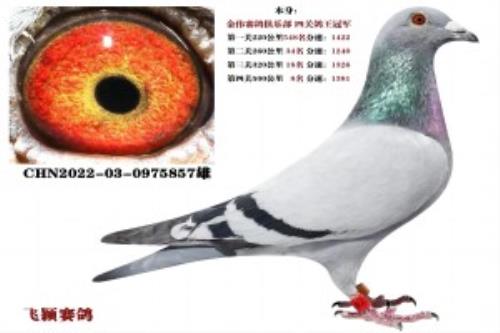 ��ΰ���ֲ������ھ�