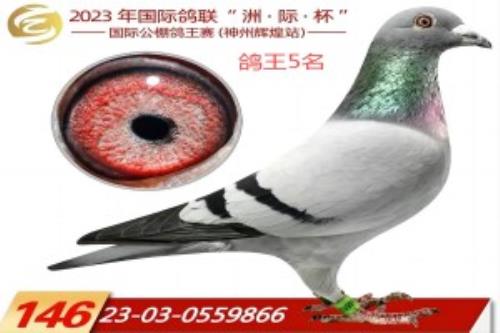 ���ݻԻ͸���5��