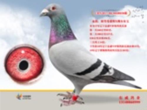 �˵�����˹740ֱ��