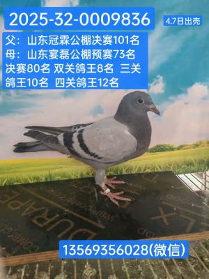ֲ