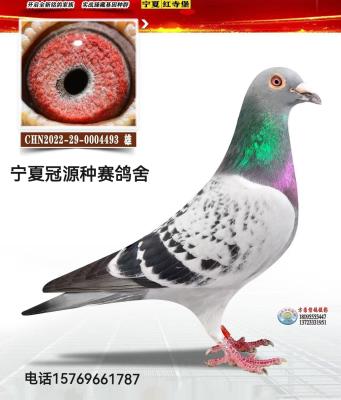 ����ֱ��