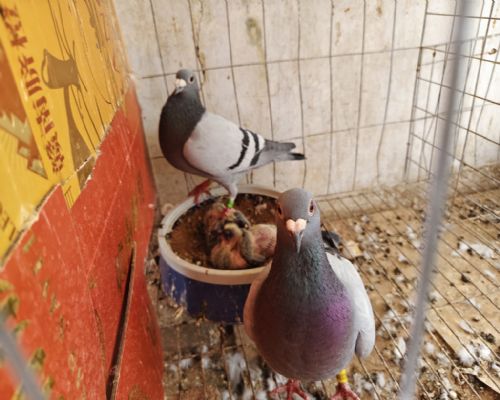 ���ָ뷲��