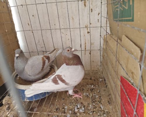 ĸ�ָ���101
��6����21���Ӵ�ͬ��˫��