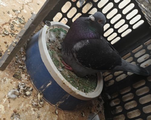 ���¹�ս��700����ھ����
ĸ�������ϰ��ѧ���ĸ���