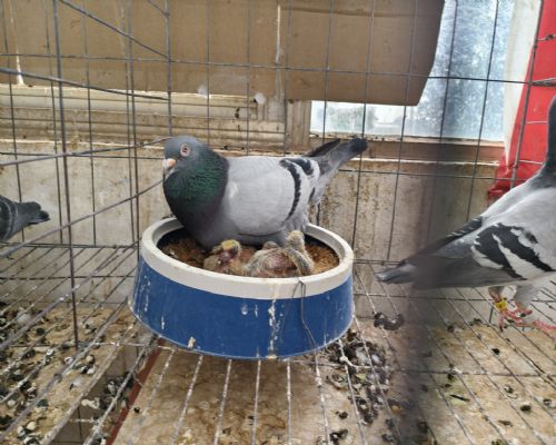 ������2����16���Ӵ�ͬ��˫��
ĸ�������Ҷ��500����