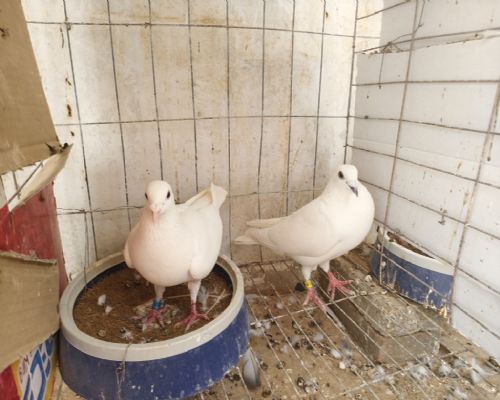 ����ѩ����