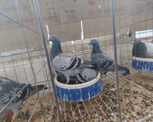 �����������ָ�
ĸ������Ӯ2000ǧ��