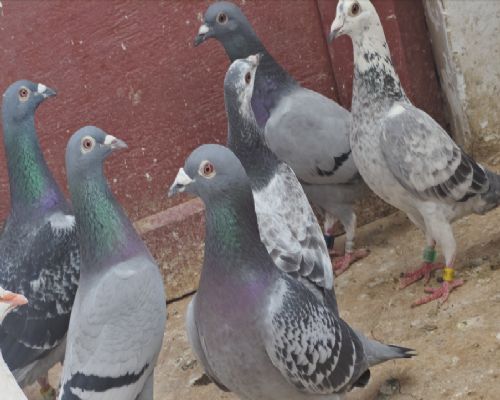 �߻�ĸ�����ϰ������700����ھ����