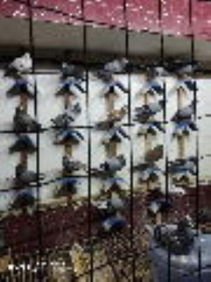 20����Ǹ���