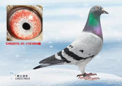 �ϻ�����Դ�