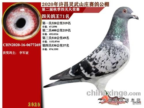 ����ɼ���