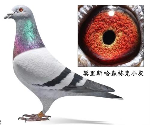 Ī��˹ ��ɭ����