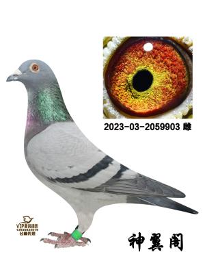 ���ظ���