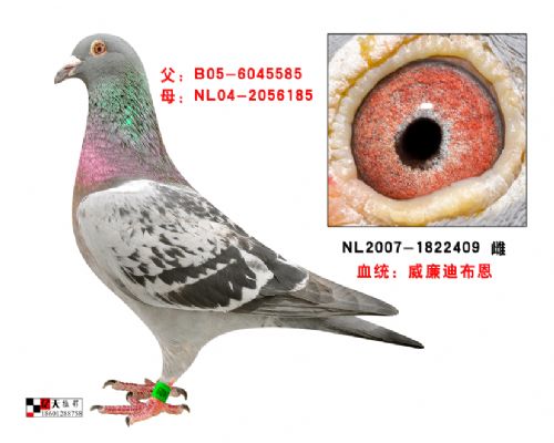 �����ϲ���ԭ��