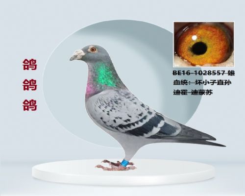 ��С������