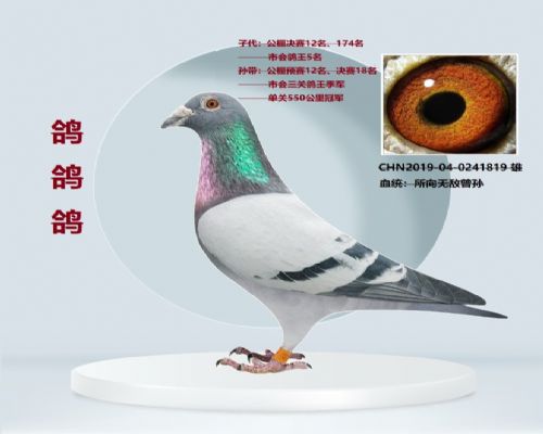 �����޵�����