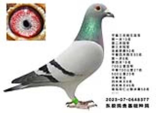 �ƽ���Թھ�����