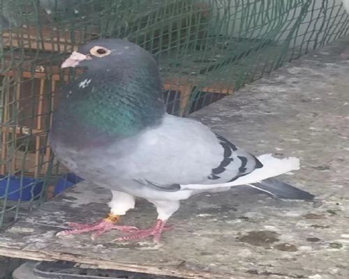 09��  ԭ����