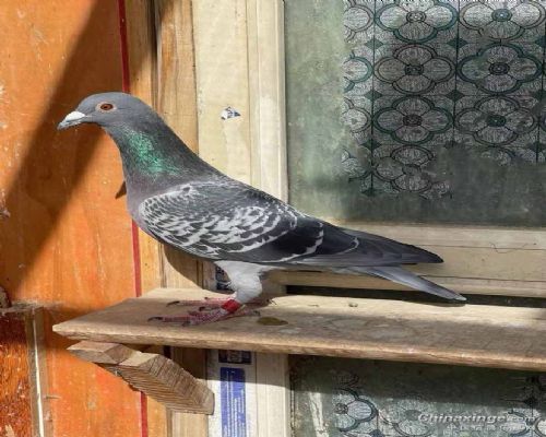 �ƽ��ָ롣Ѫͳ��ղɭ019X���731