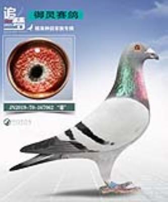 019X��������