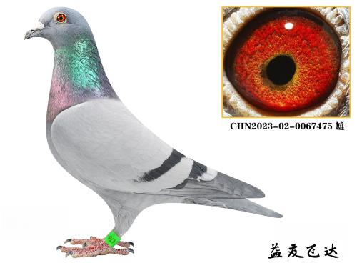 �ɴ�-������