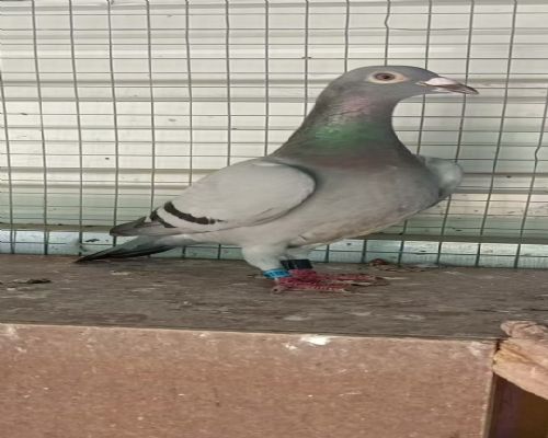 ԭ��������