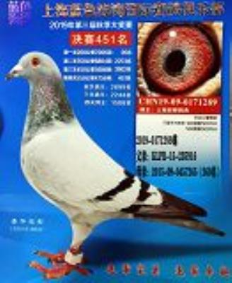 2019������451��