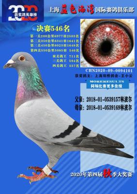 2020������546��