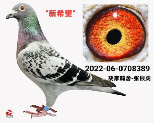 ���Ҹ�����ϣ����