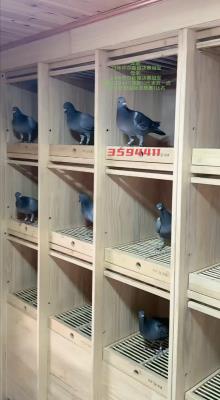 ����˫һ��4411