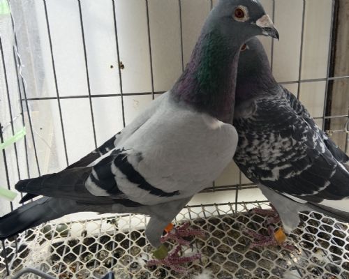 �ۻ�Ѫͳ�����