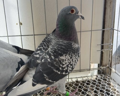 �������Ѫͳ���ٰ���