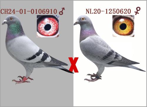 쫷��Ѫ���