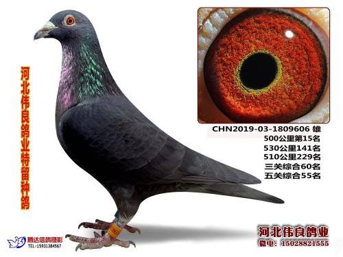 ��ɣ��ʿ500����15��