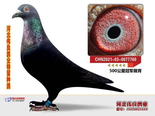 ��ɣ��ʿ500��������