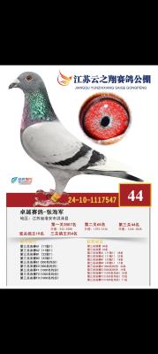 ��������˹��ӥ����