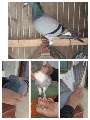 ����Ů��4426��